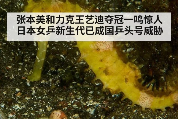 张本美和力克王艺迪夺冠一鸣惊人 日本女乒新生代已成国乒头号威胁